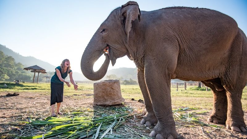 female traveller near elephant