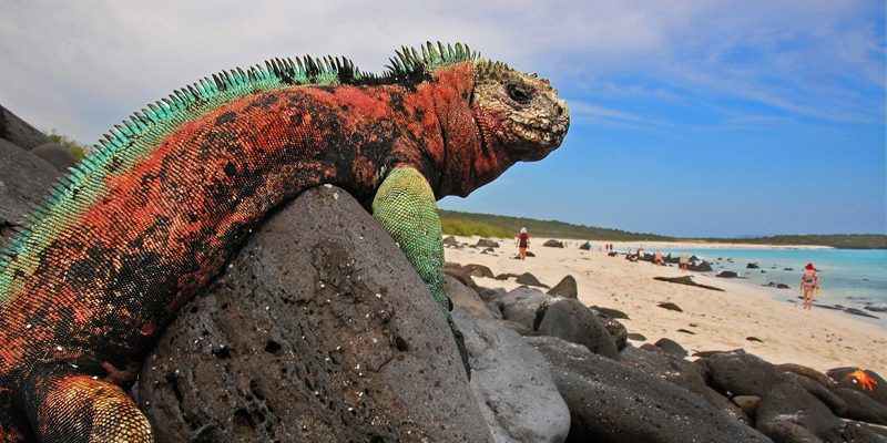 island galapagos - credit blinking idiot