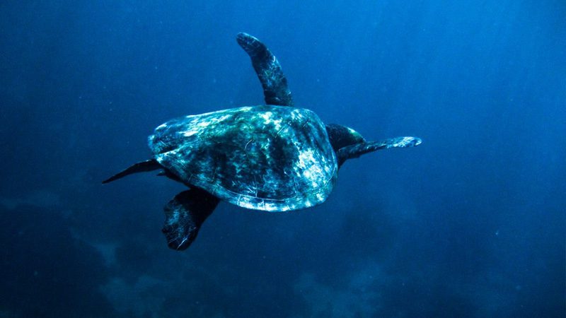 A sea turtle swimming over Ningaloo Reef. Image Michael Sale, Flickr 