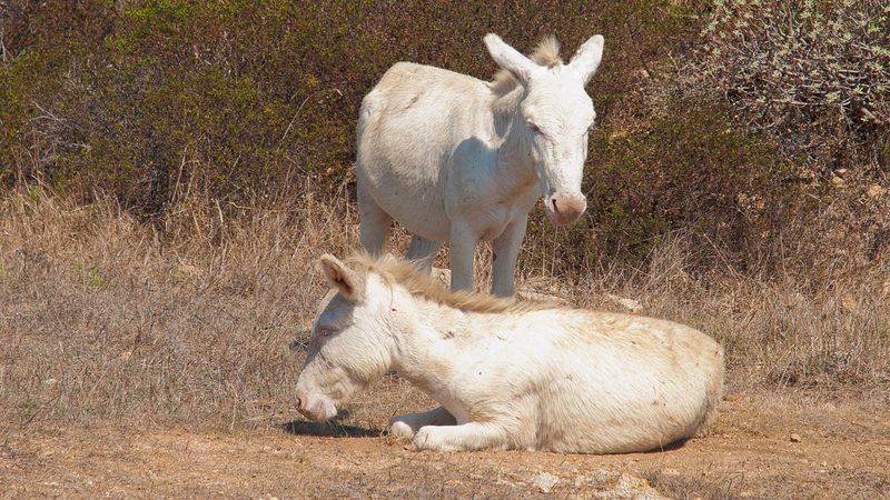 donkey - Aitor Garcia Vinas