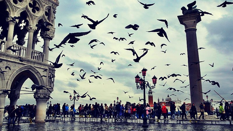 Venice, where even the pigeons are fiercely in dependant. Image Roberto Trombetta, Flickr