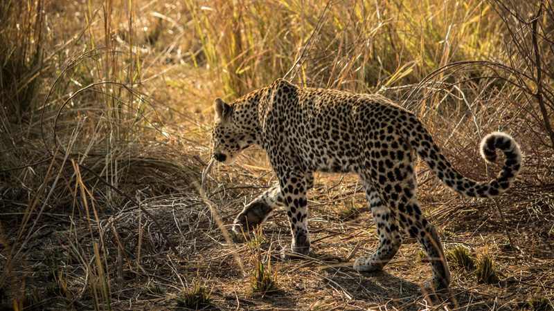 south-luangwa-national-park---credit-Alex-Berger