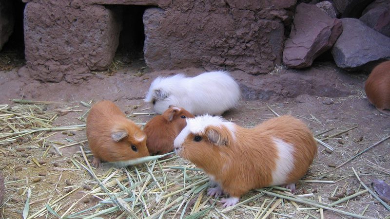 peru---phil-whitehouse