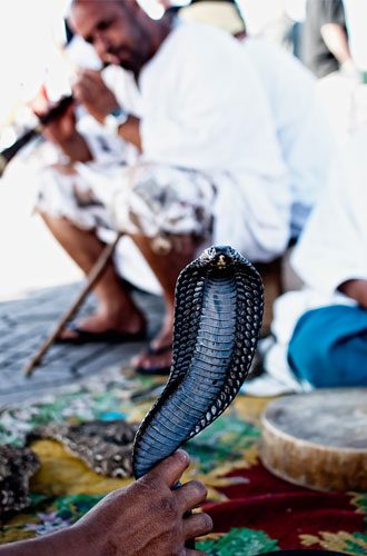 snake-charming---ryan-ritchie