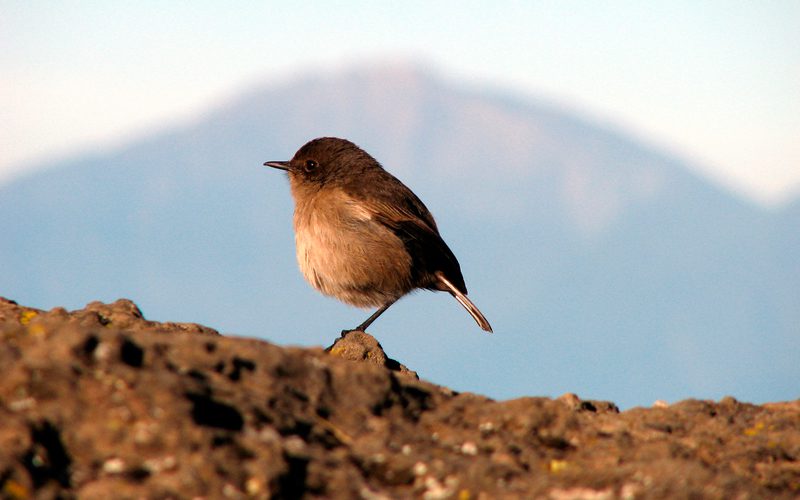 Kilimanjaro machame or marangu? - --alex-lichtenerger