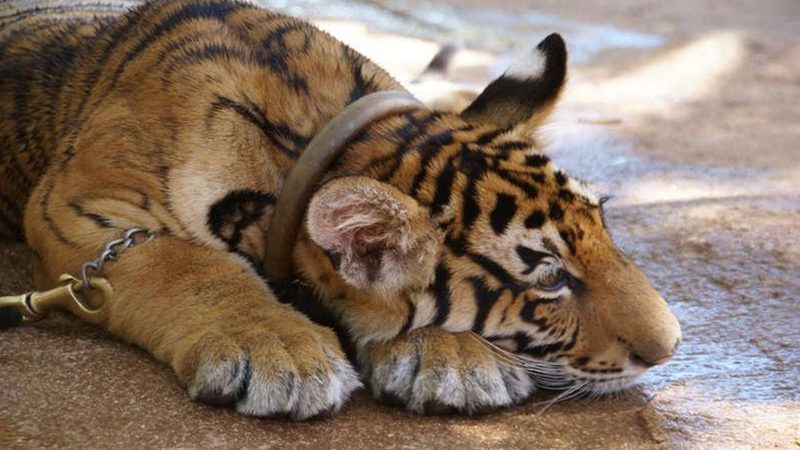 moral-dilemma-travel---chris-parker