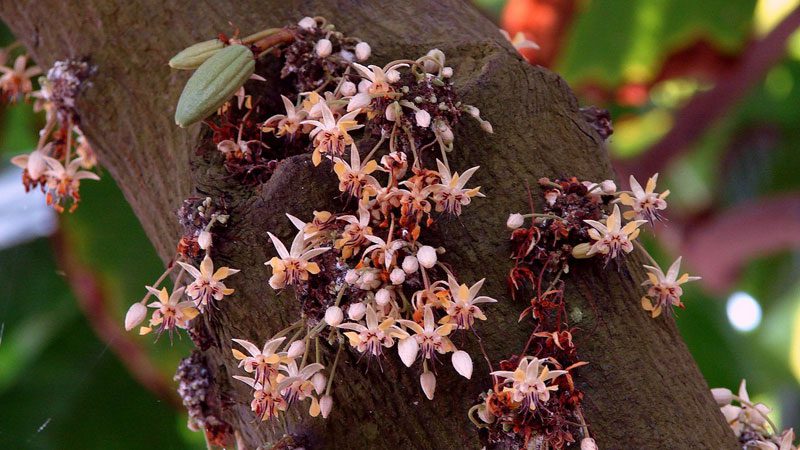 amazon homestay shiripuno lodge --tatters