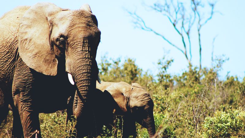 Family travel elephants-in-Africa---Unsplash