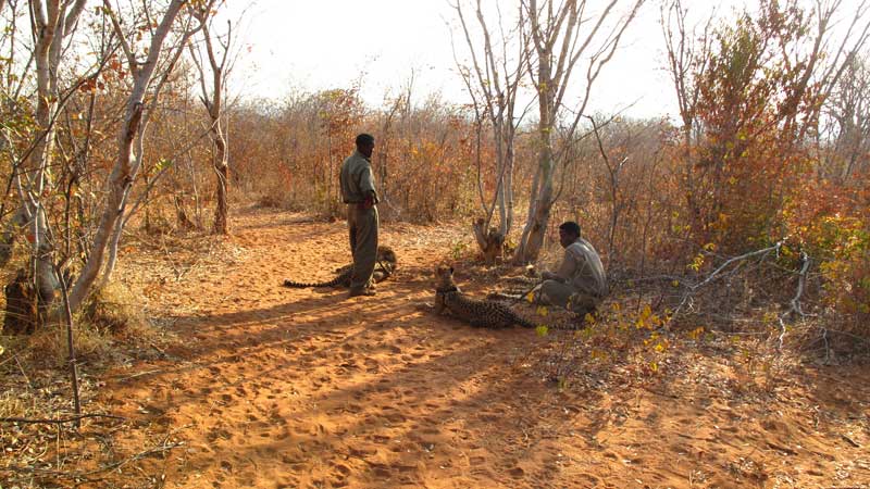 Ethical-animal-tourism,-Mukuni---David-Berger