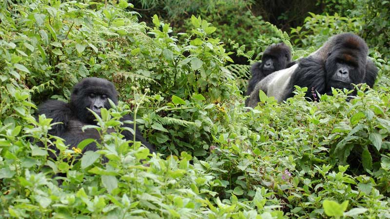 Ethical-animal-tourism,-gorillas-in-Rwanda---Joachim-Huber