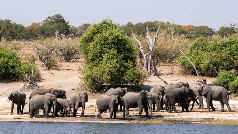 chobe-np-elephant-drinking-safari-the-common-wanderer