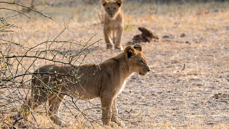 chobe-np-lion-cubs-safari-the-common-wanderer