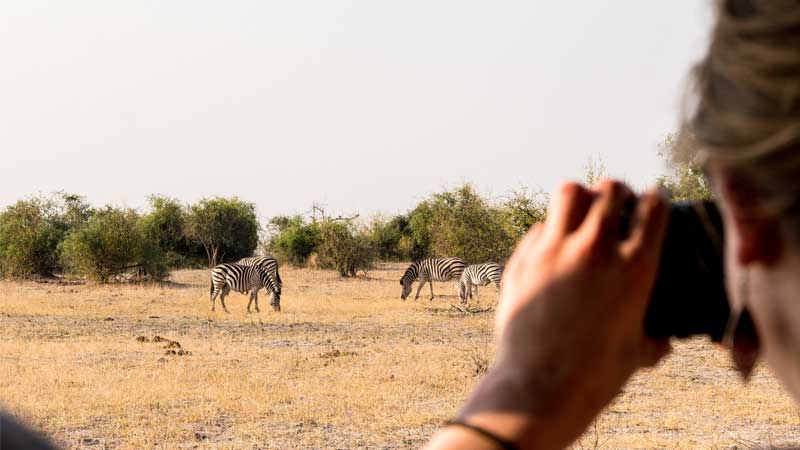 chobe-np-zebra-safari-the-common-wanderer
