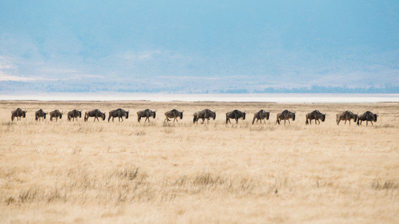 Local migration in Ngorongoro Crater