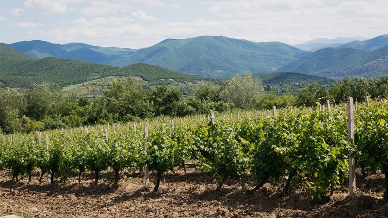 Macedonia food vineyards Intrepid Travel