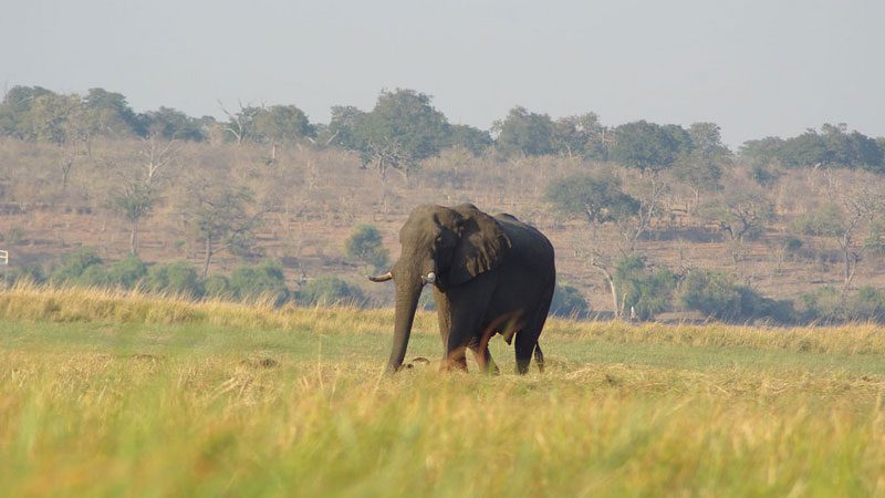Namibia Caprivi Strip elephant - Becky Flickr