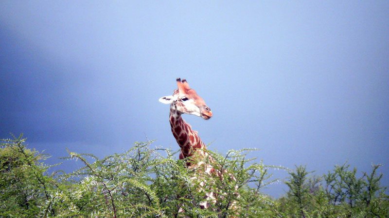 Namibia Etosha National Park
