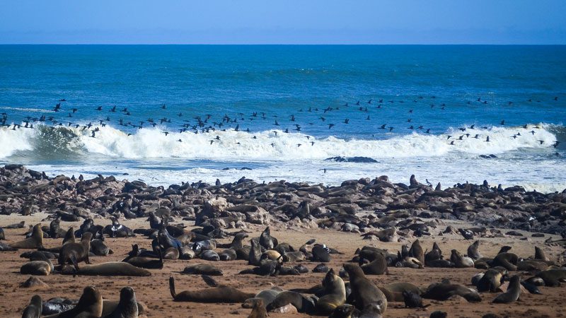 Namibia Cape Cross seal colony - jbdodane