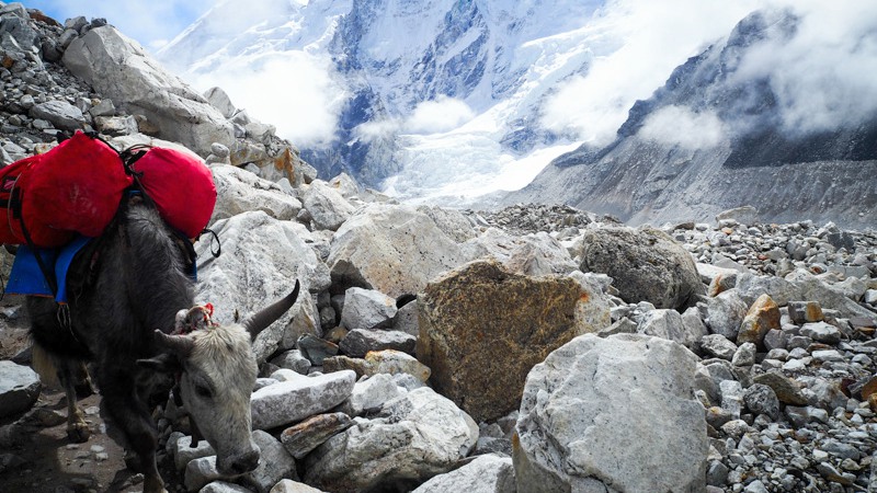 Bull on the Everest Base Camp trail