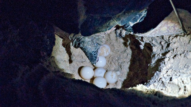 Turtle laying eggs on Selingaan Island, Borneo