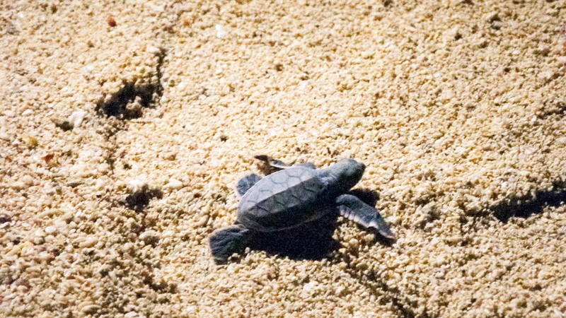 Turtle hatchling on Selingaan Island, Borneo