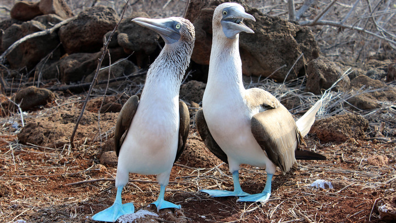 Two blue-footed boobies in the Galapagos