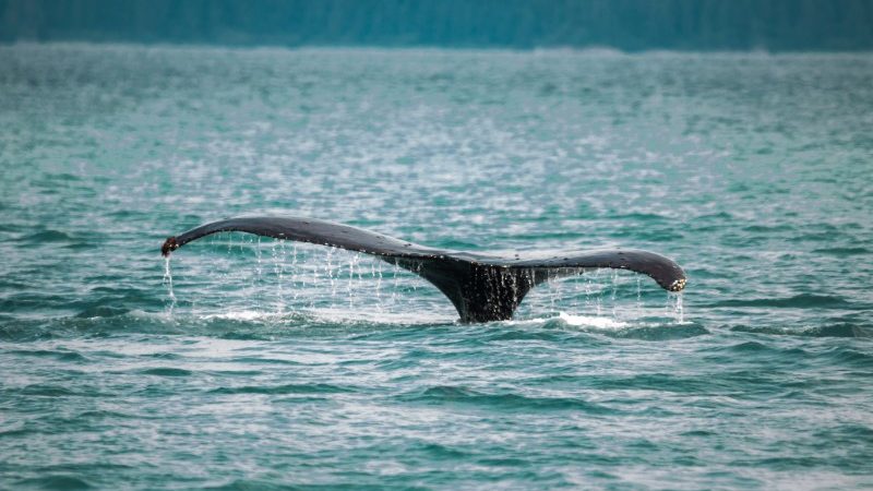 whale tale out of water