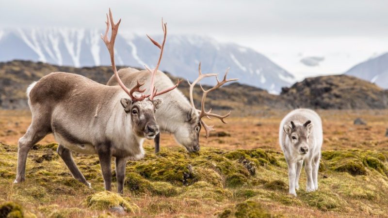 Three deer in Svalbard