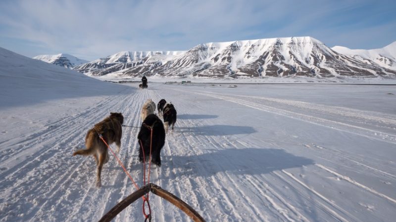 A pack of dogs pulls a sled through the snow