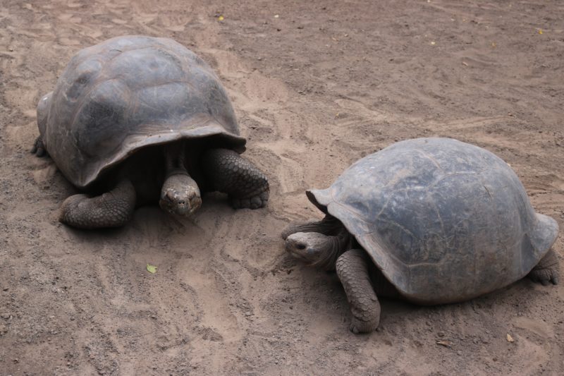 What to do in the Galapagos islands Giant Tortoise Breeding Centre
