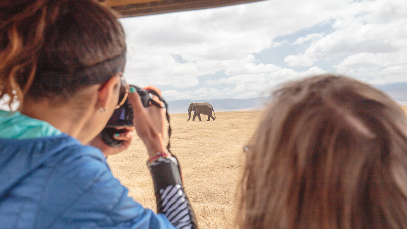 A young woman photographs an elephant on an African safari
