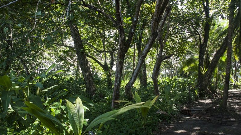 Hiking trail through Sarapiqui