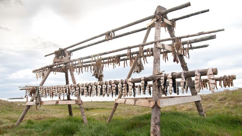 A rack covered in dried fish in the Icelandic countryside