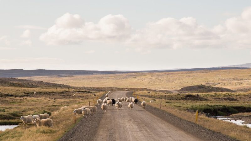 A herd of sheep wander across the road in Iceland