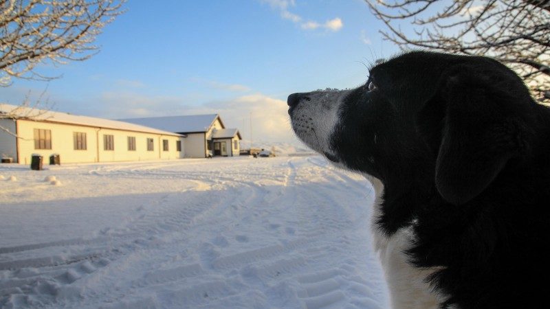 A Border Collie stares into the snow on a farm in Iceland
