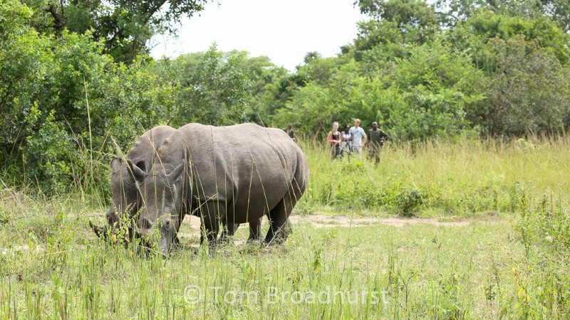 Two rhinos graze in Uganda