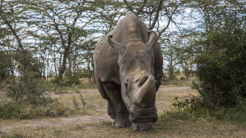 Sudan, the worlds last male northern white rhino