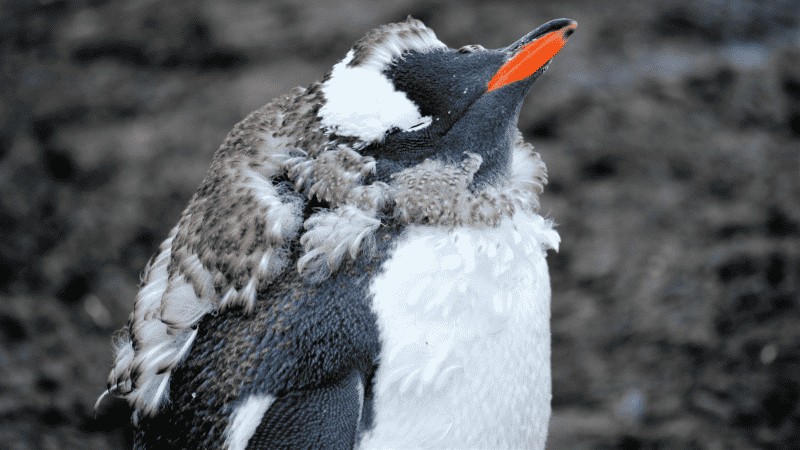A fledging penguin in Antarctica