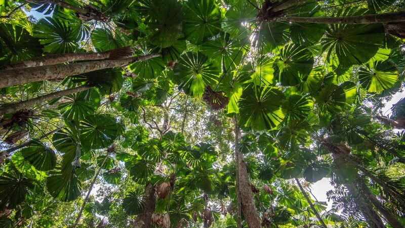 The big canopy leaves of the Daintree Rainforest in Queensland