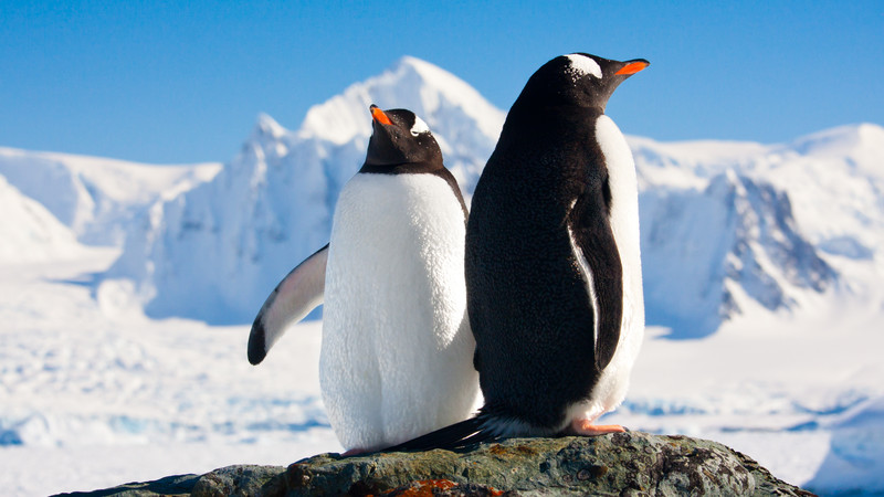 Two penguins perched on a rock in Antarctica