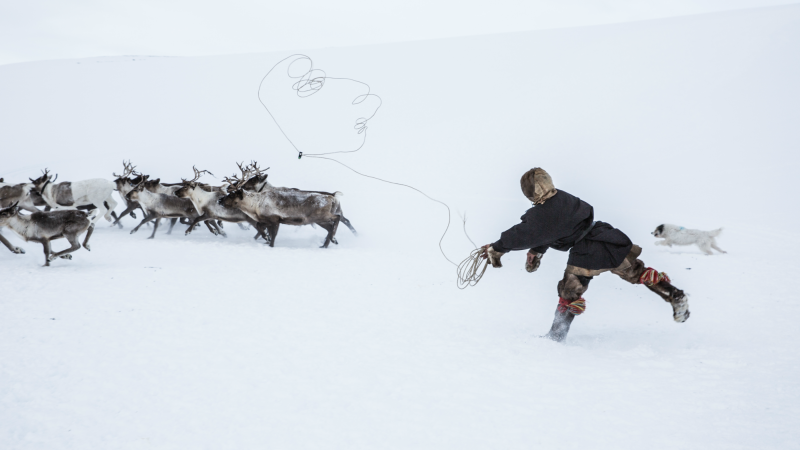 A Nenet reindeer herder in Siberia, Russia