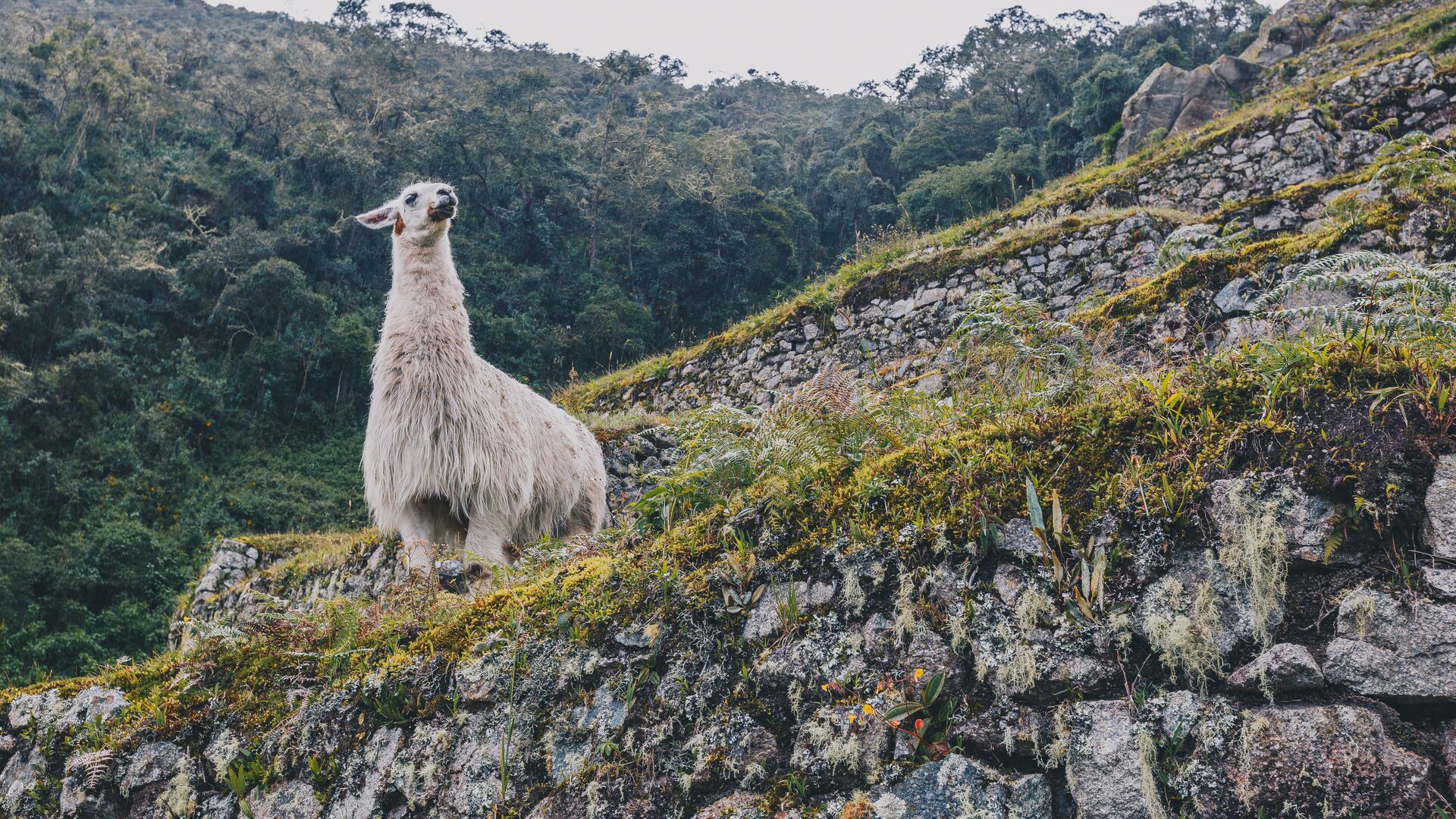 A llama grazing on the edge of a grassy terrace at Machu Picchu