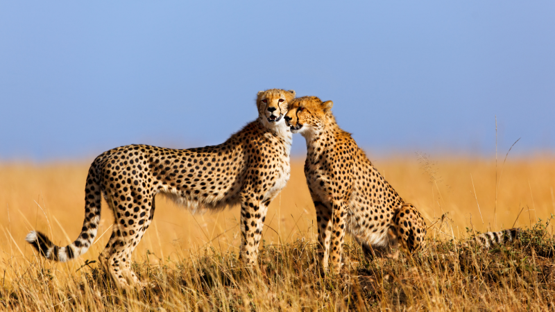 Cheetahs in the Maasai Mara National Reserve, Kenya