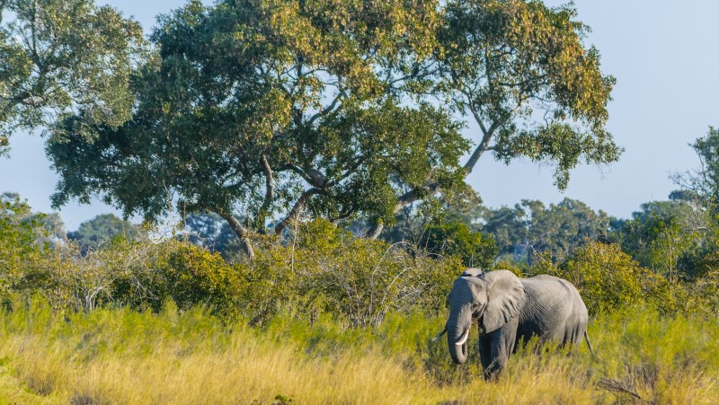 Okavango Delta, Botswana