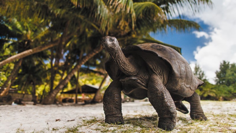 Giant tortoise in the Seychelles