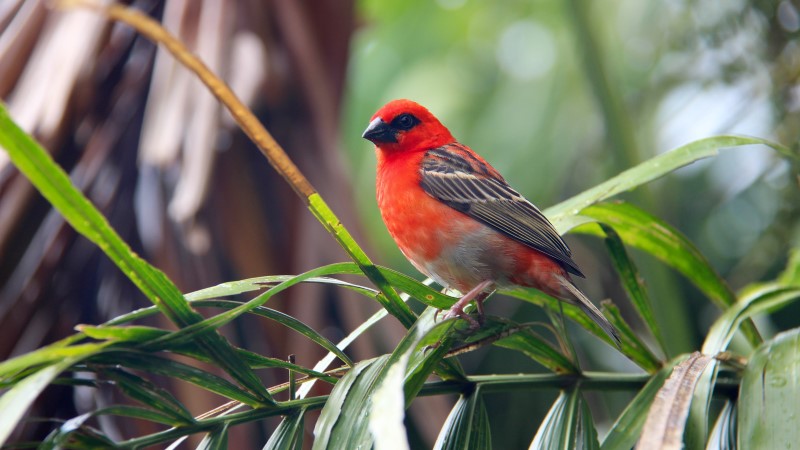 A red fody in the Seychelles