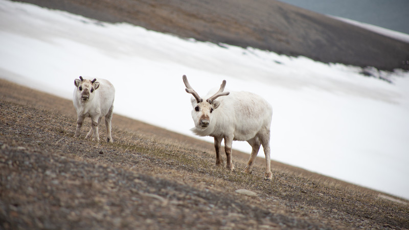 Arctic reindeer in Svalbard