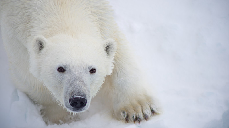 A polar bear looks at the camera