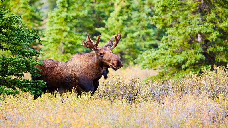 Denali National Park
