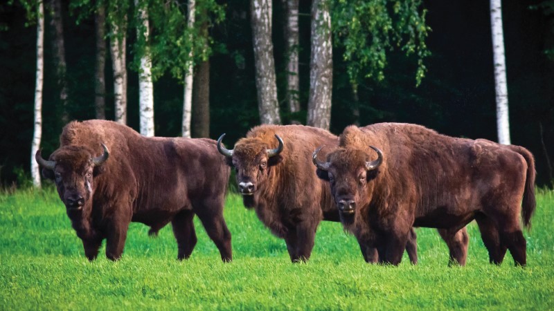 Bison, the national symbol of Belarus